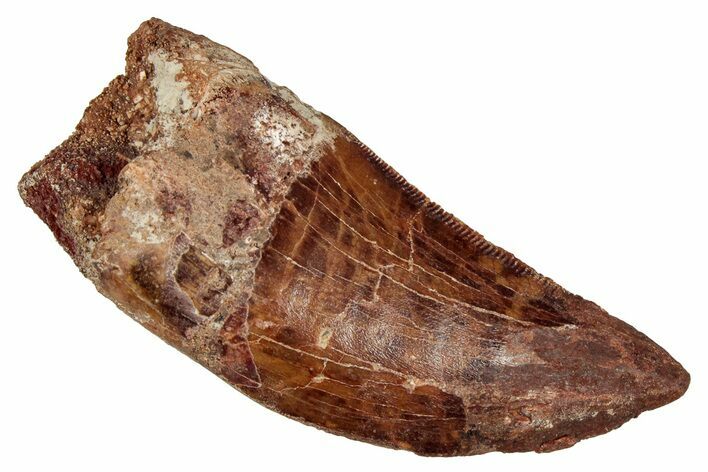 Bargain, Carcharodontosaurus Tooth - Real Dinosaur Tooth #341121